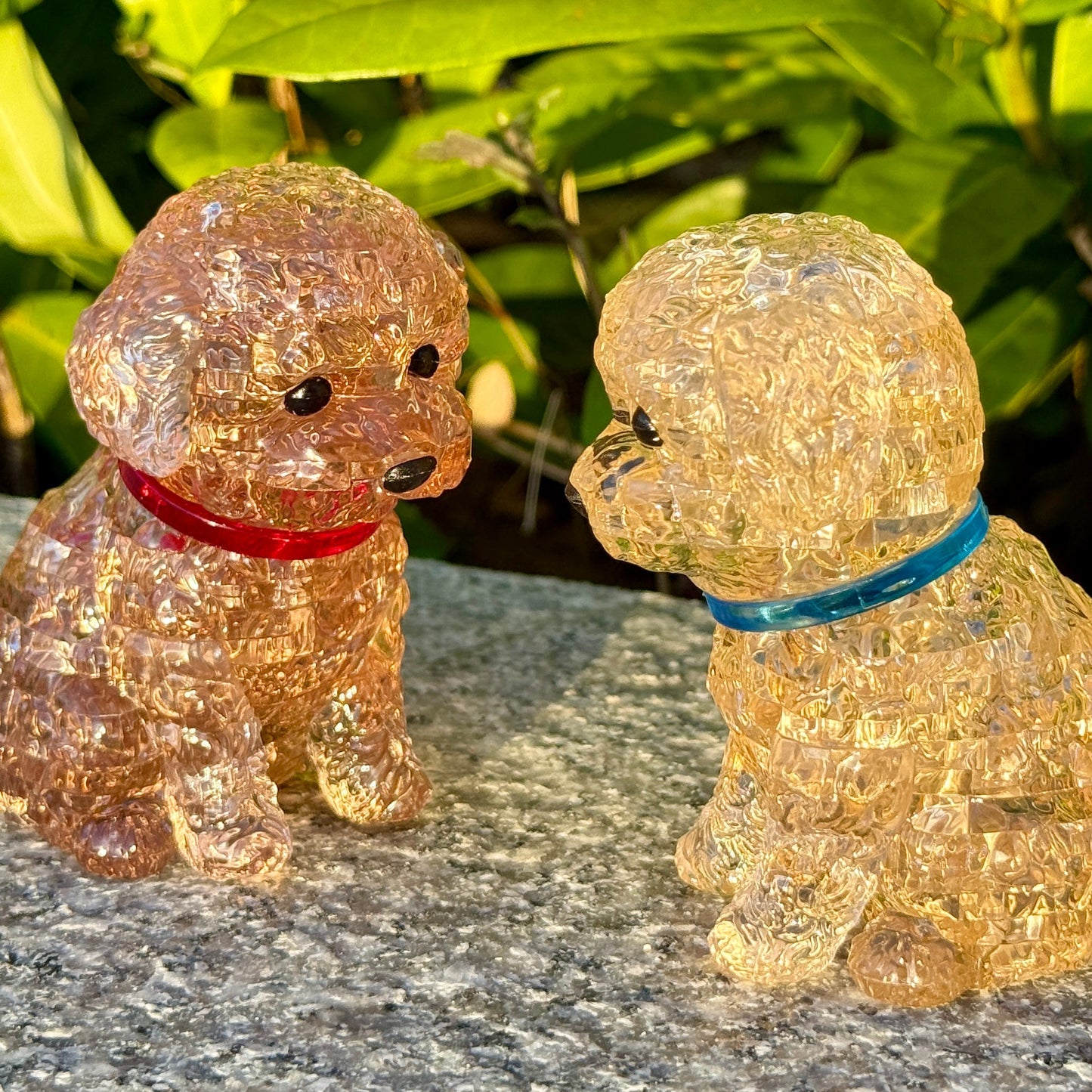 Toy Poodle (Apricot)