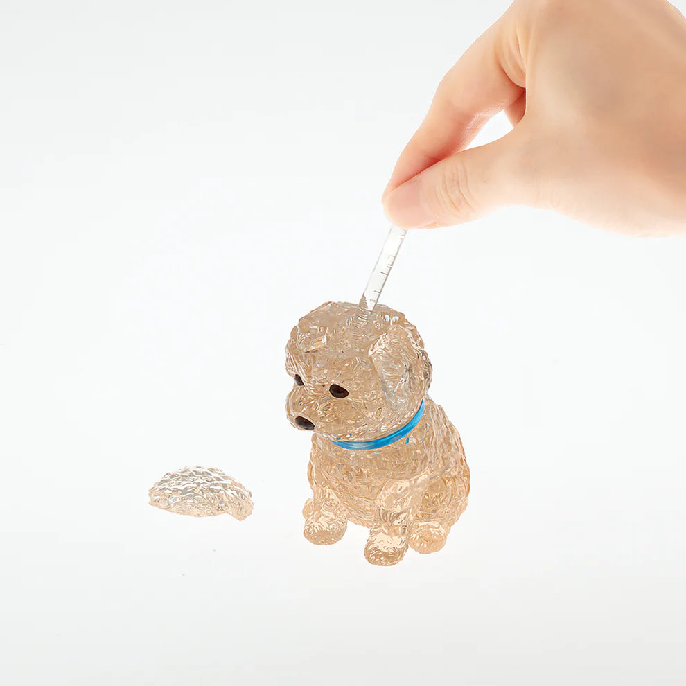 Toy Poodle (Apricot)