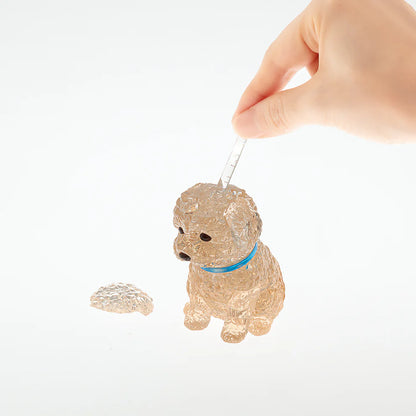 Toy Poodle (Apricot)