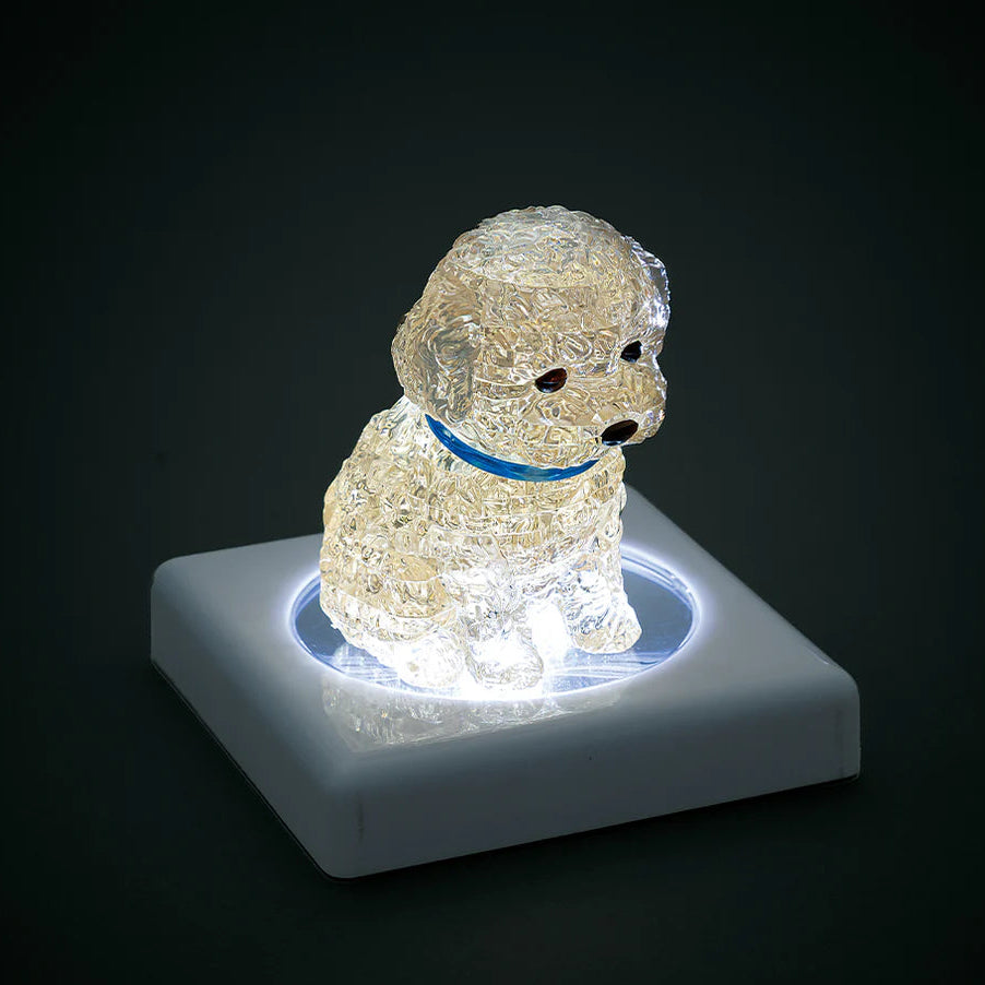 Toy Poodle (Apricot)