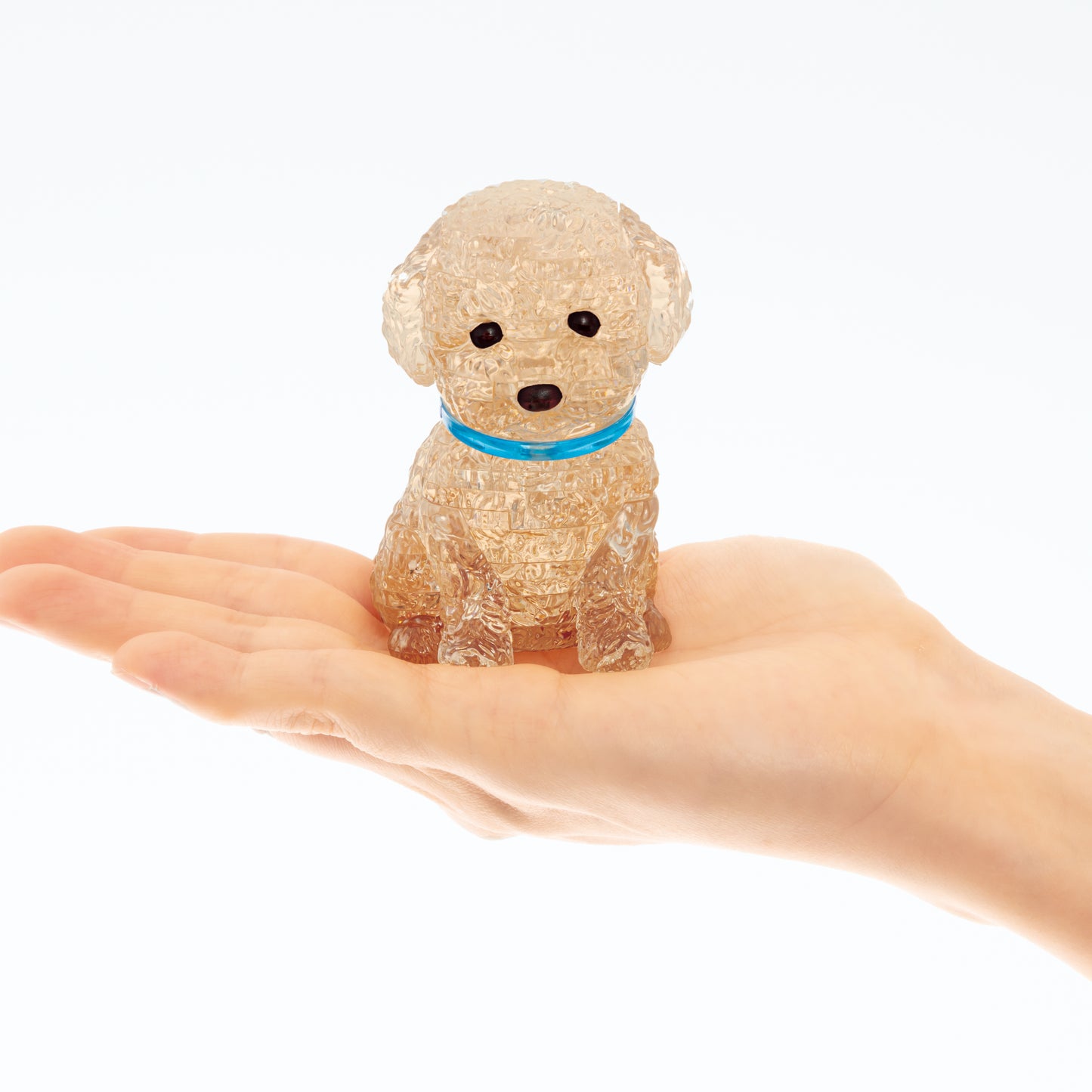 Toy Poodle (Apricot)