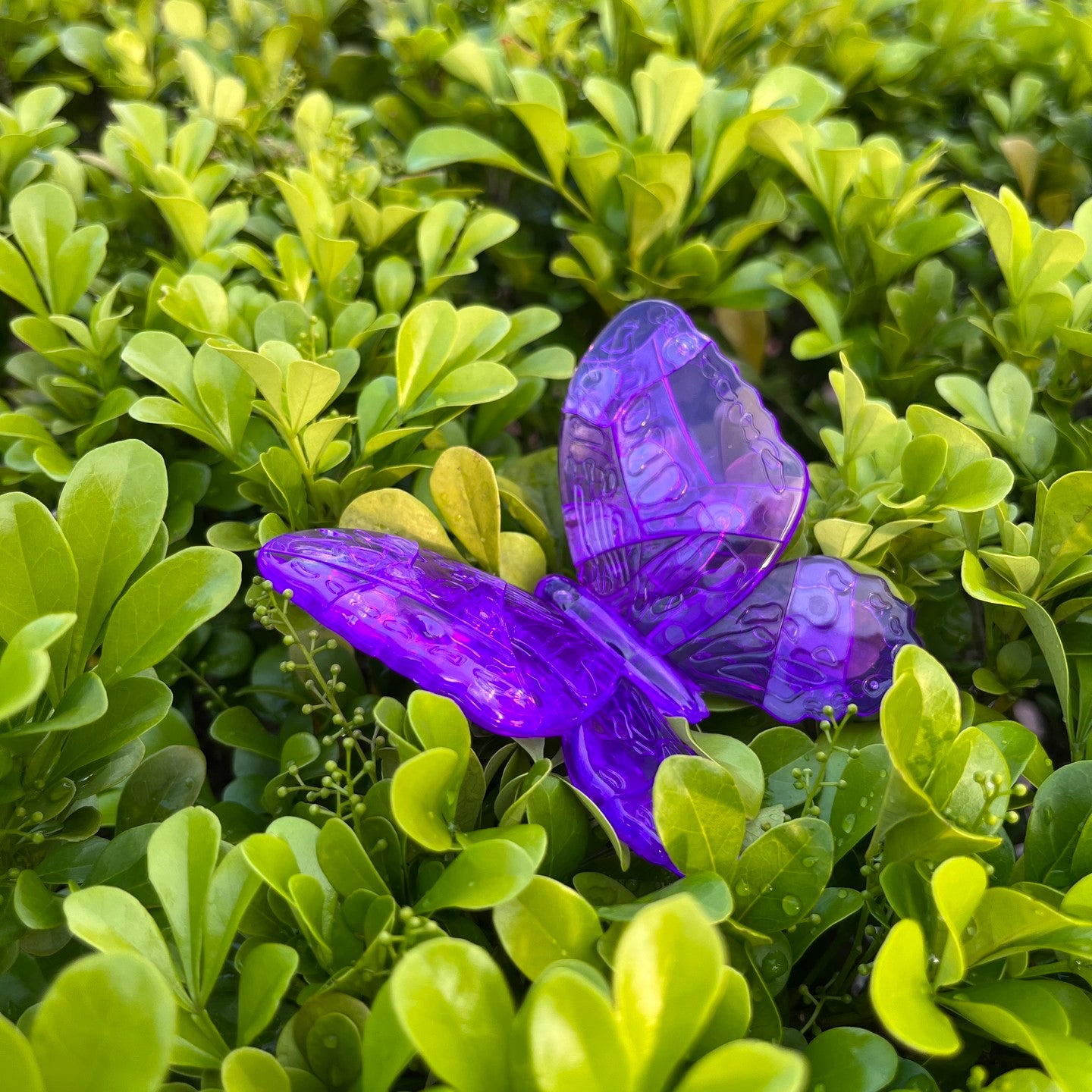 Butterfly (Blue)